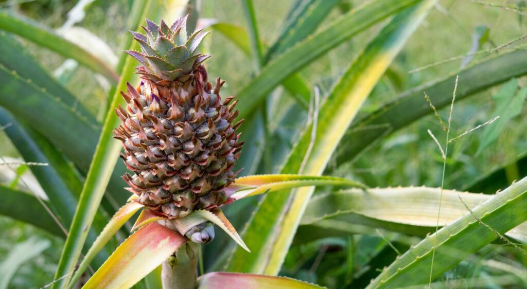 ananas victoria fruit