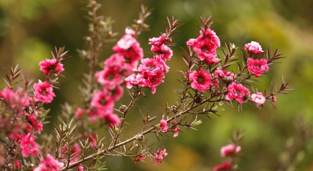 arbre a thé manuka