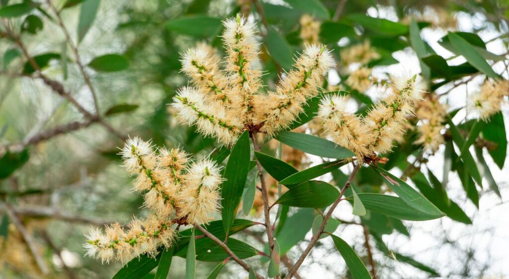 arbre à thé niaouli