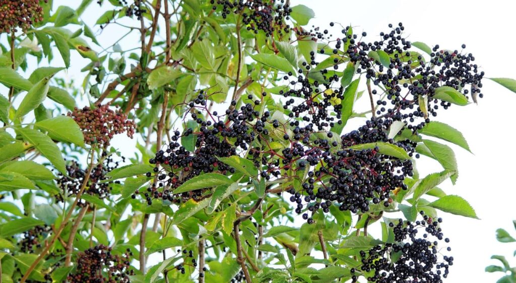 baies de sureau noir