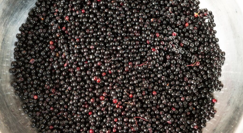 baies de sureau cuisine