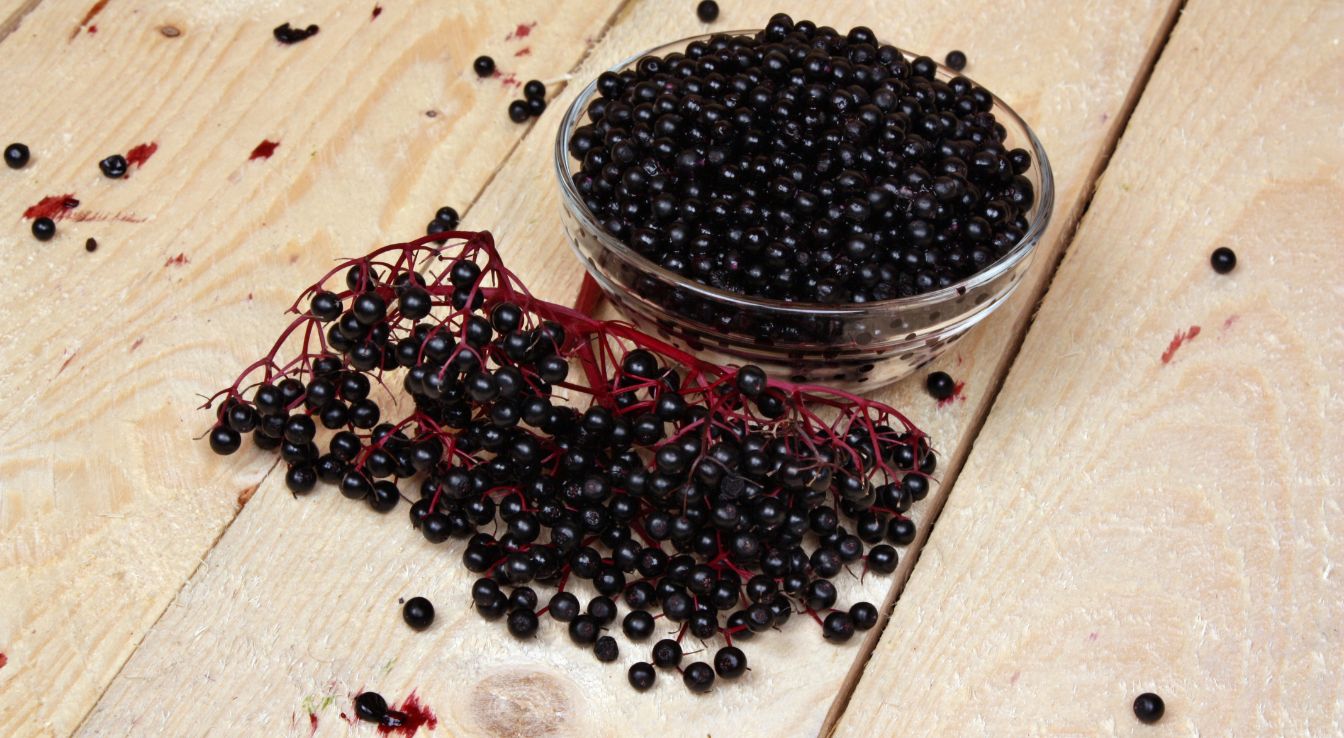 baies de sureau bienfaits