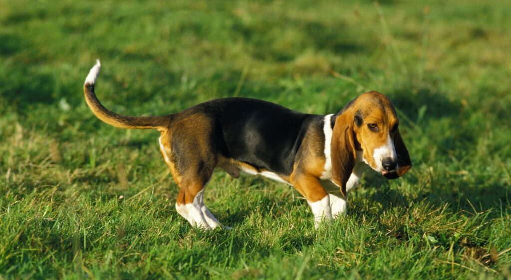 basset artésien normand