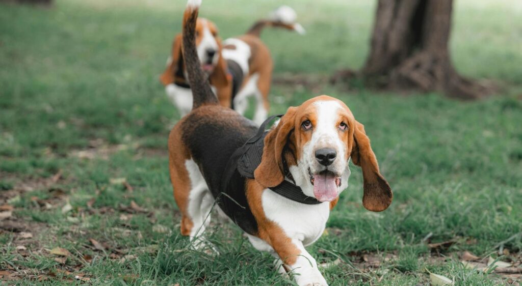 basset artésien normand