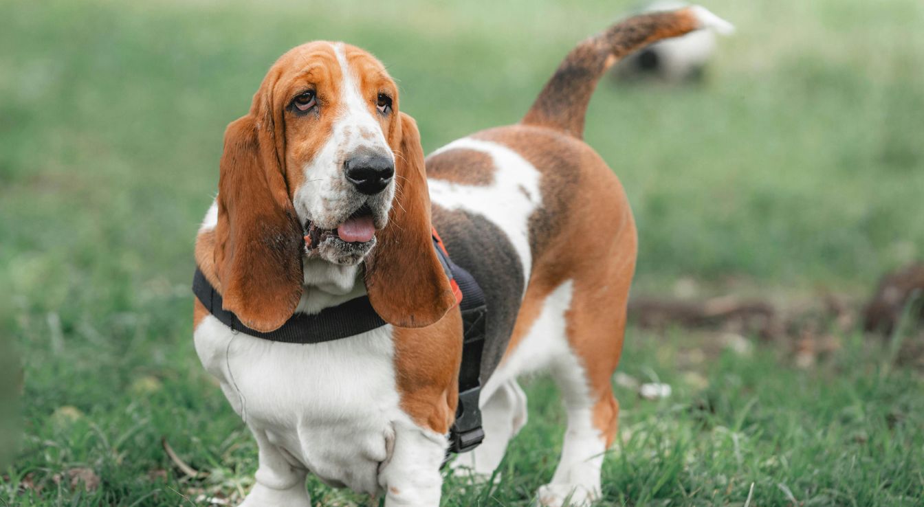 basset artésien normand