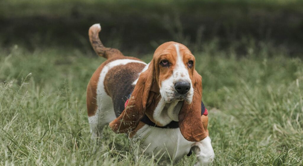 basset artésien normand