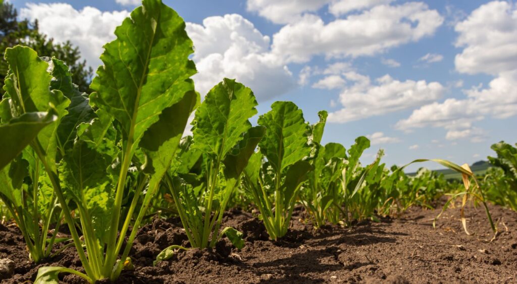 betterave chioggia plante