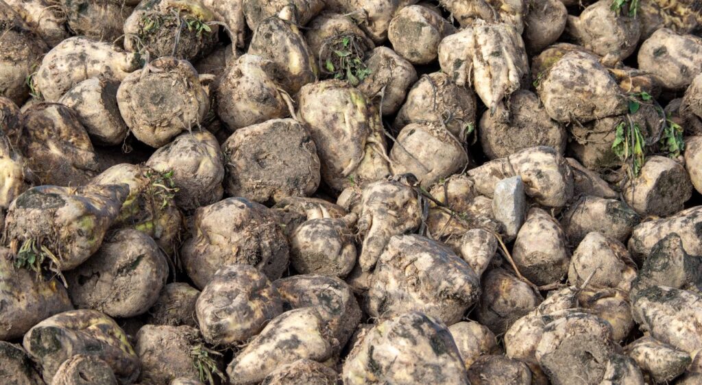 betterave fourragère