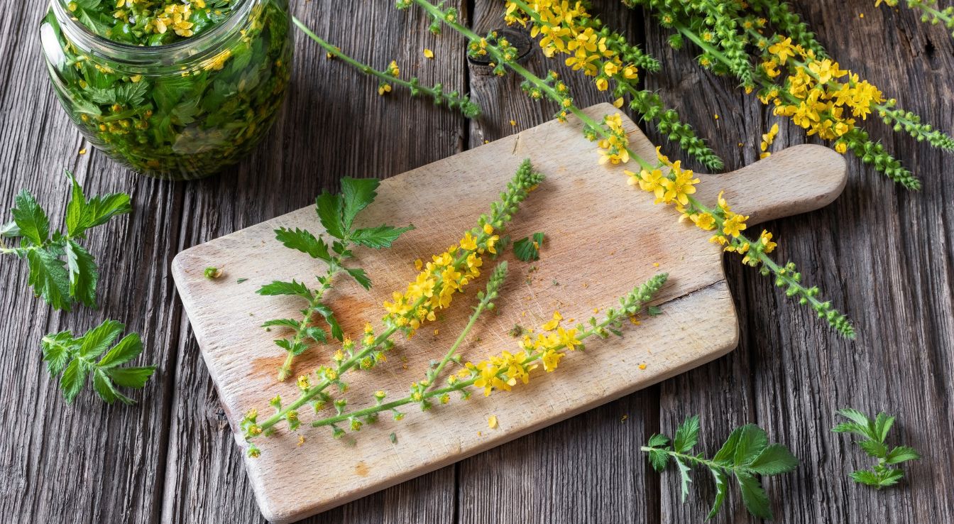 bienfaits de l'aigremoine