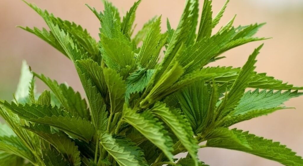 bienfaits de l'ortie piquante