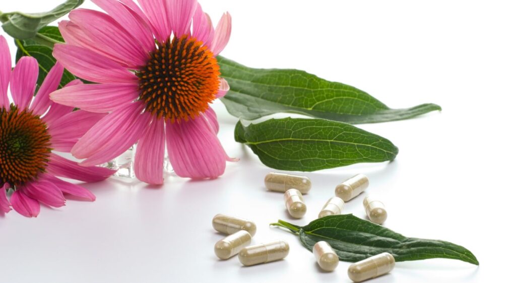 échinacée bienfaits