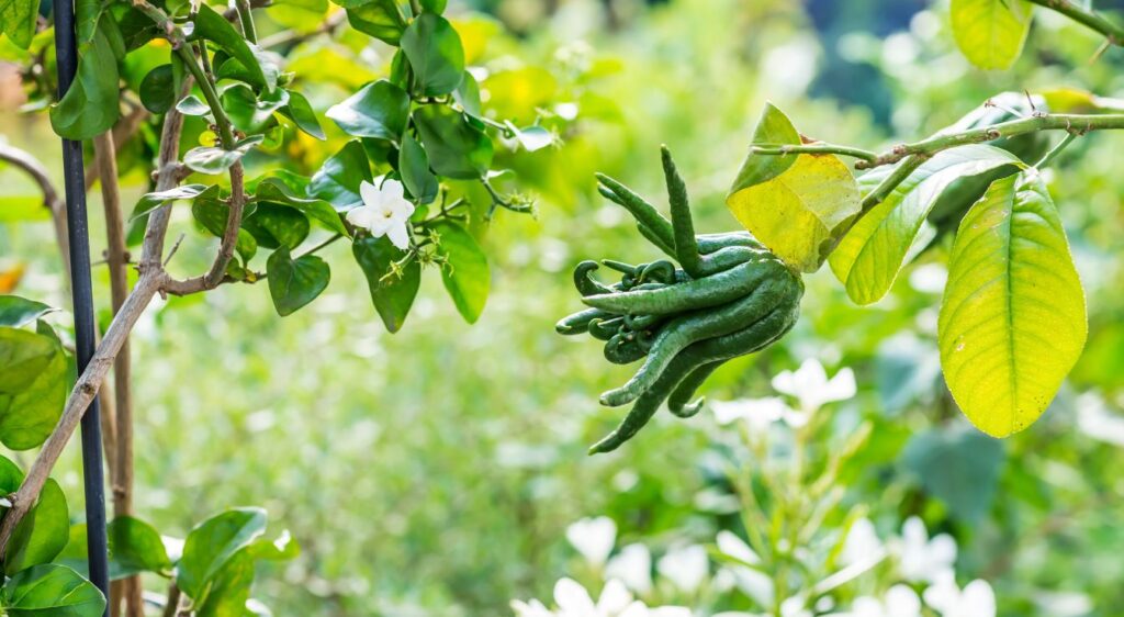 cédrat main de bouddha