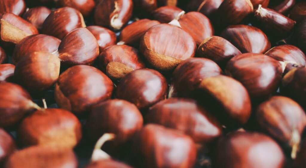 récolte châtaignes