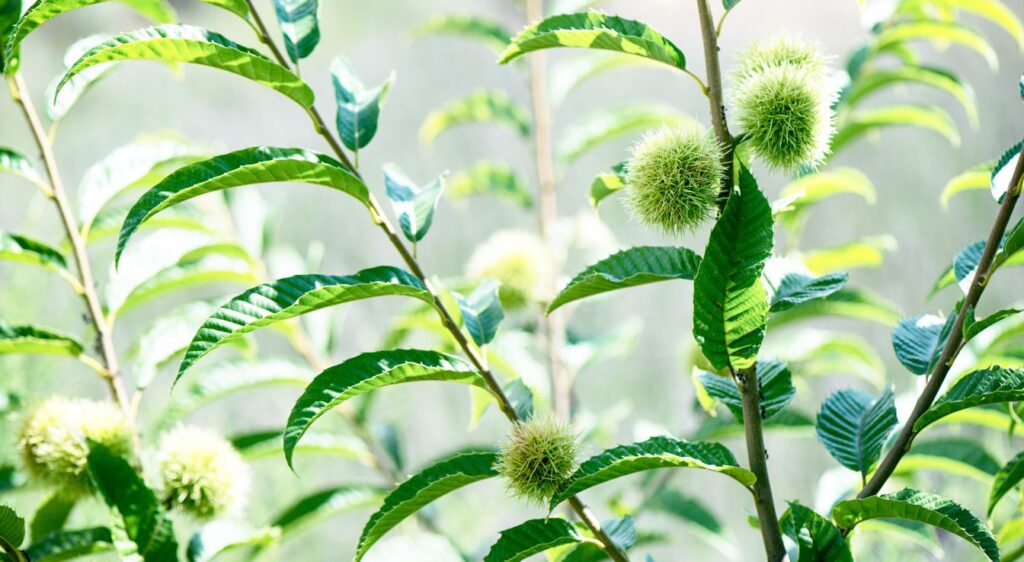 maladie des châtaigniers