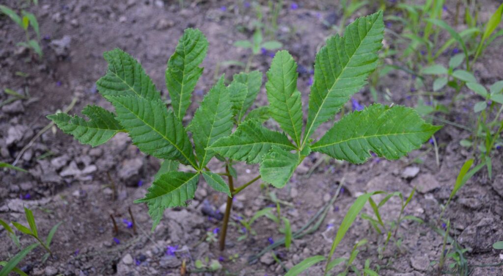 planter châtaignier