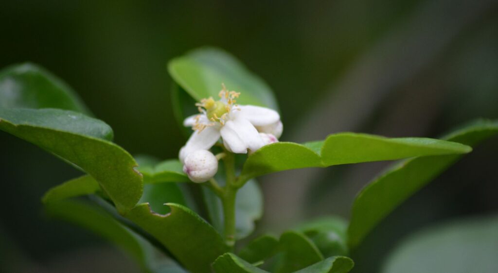 citronnier combava fleur
