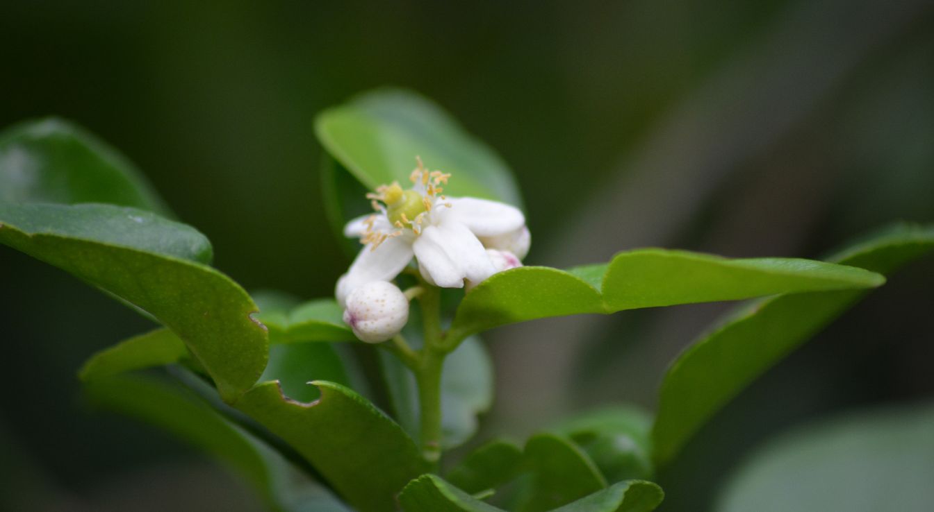 Combava Citron Combava : Histoire, Variétés Et Importance économique