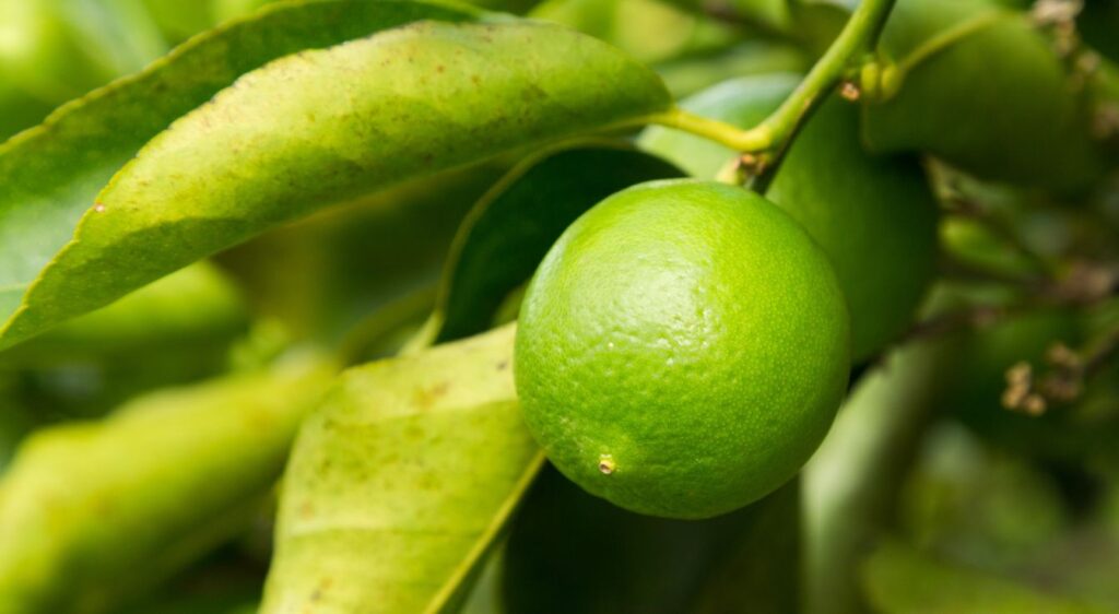 citron vert Citrus latifolia