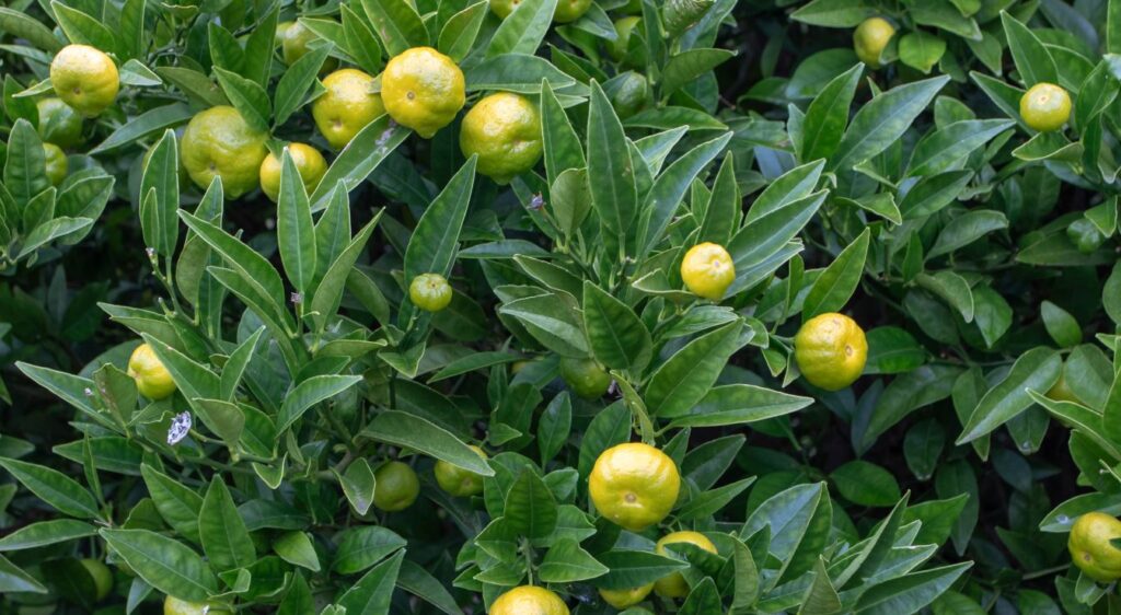 citron vert Citrus limetta