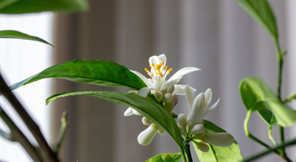 citronnier meyer rusticité