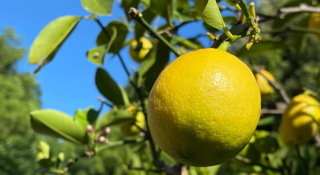 citronnier meyer entretien