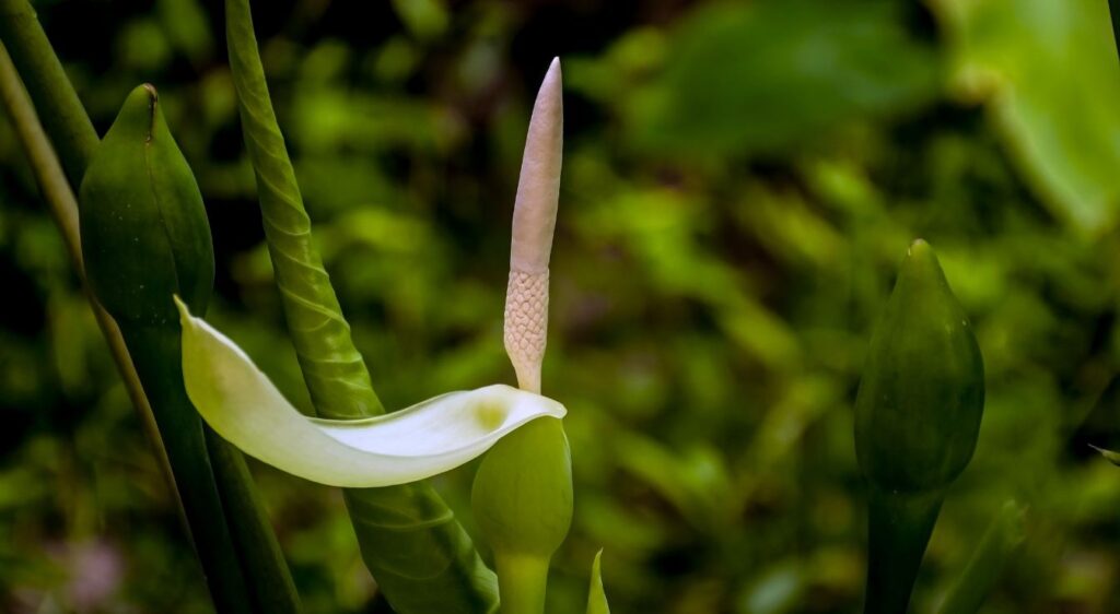 colocasia