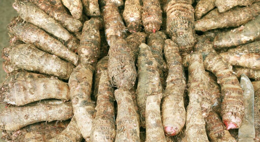 tubercules taro