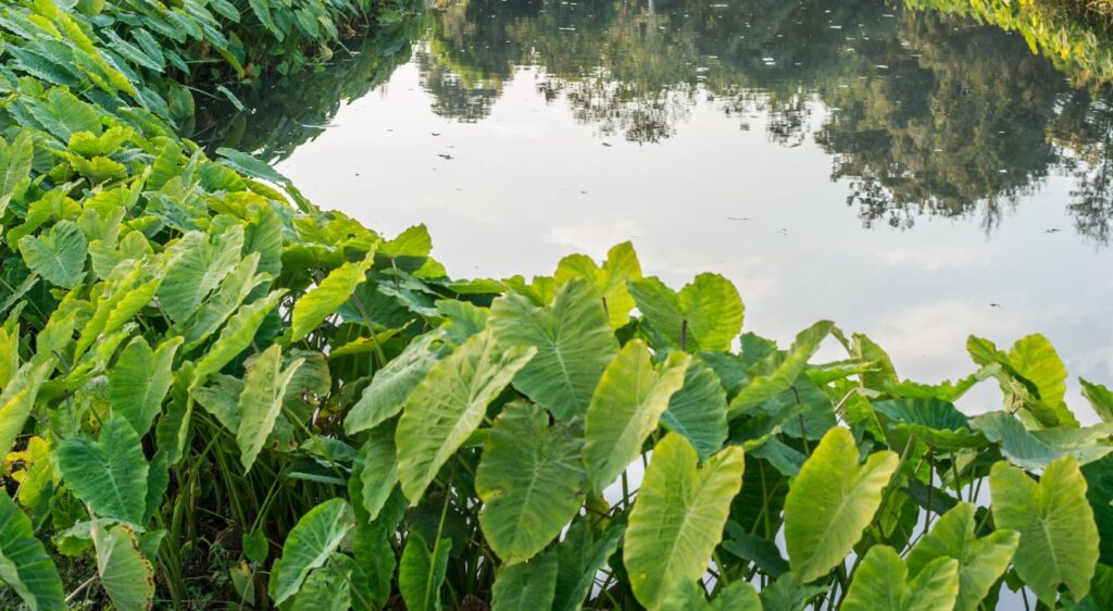 colocasia