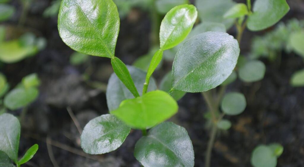 planter citronnier combava