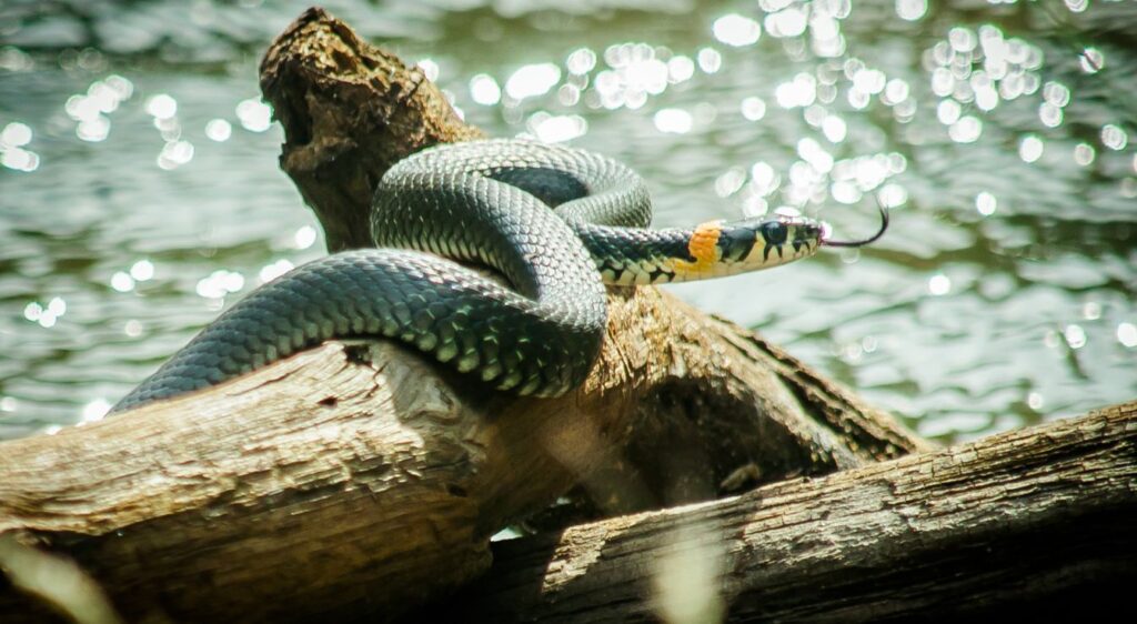 couleuvre à collier
