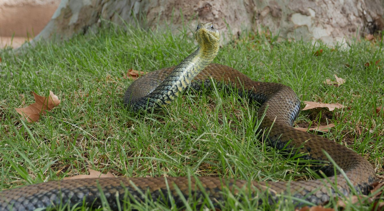 couleuvre de Montpellier