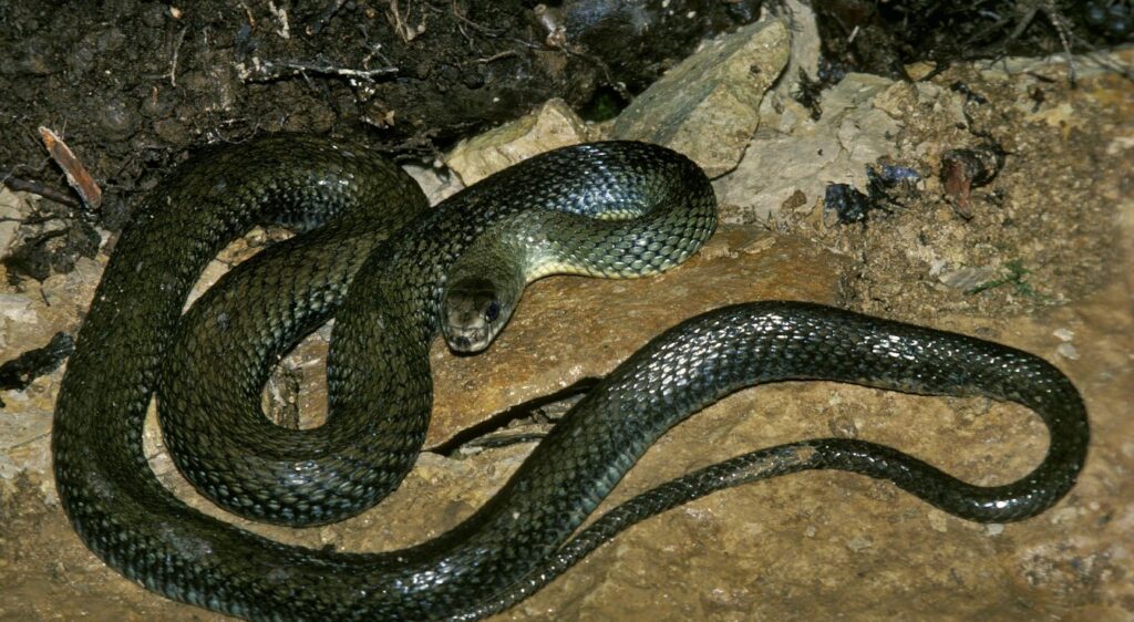 couleuvre de Montpellier