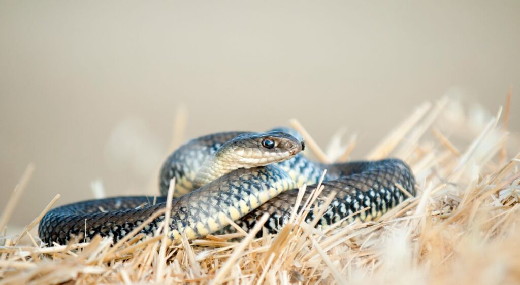 couleuvre de Montpellier