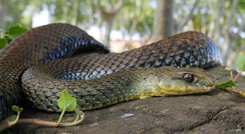 couleuvre de Montpellier