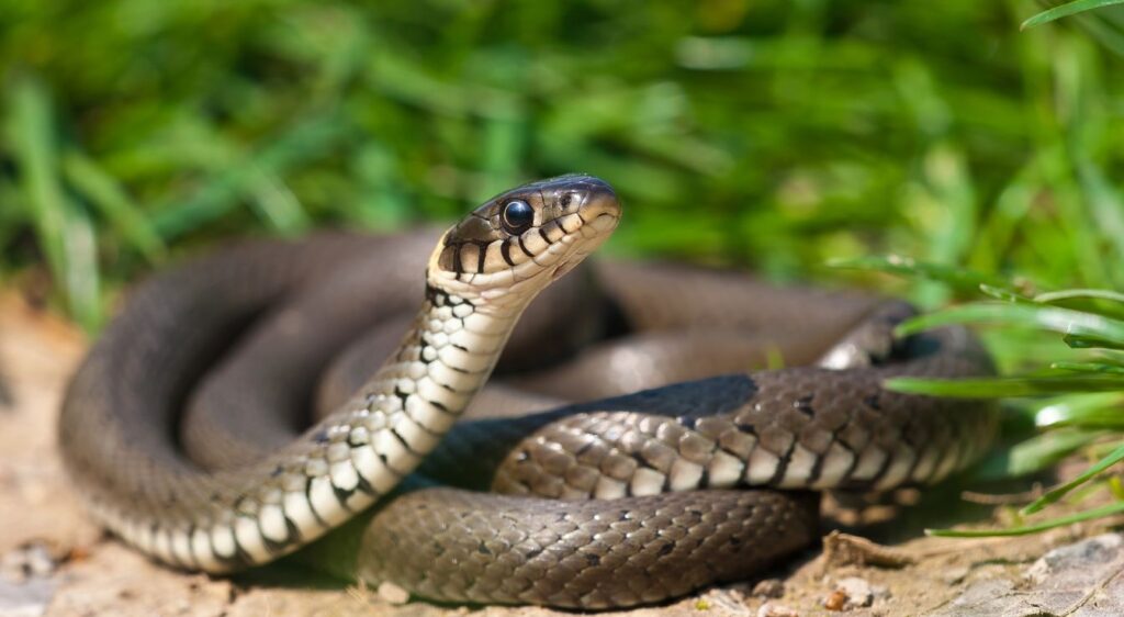 couleuvre helvétique