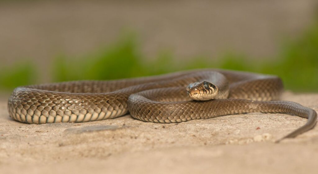 couleuvre helvétique