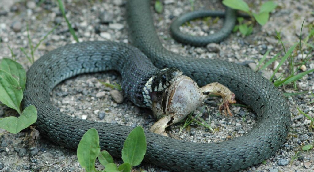 couleuvre helvétique