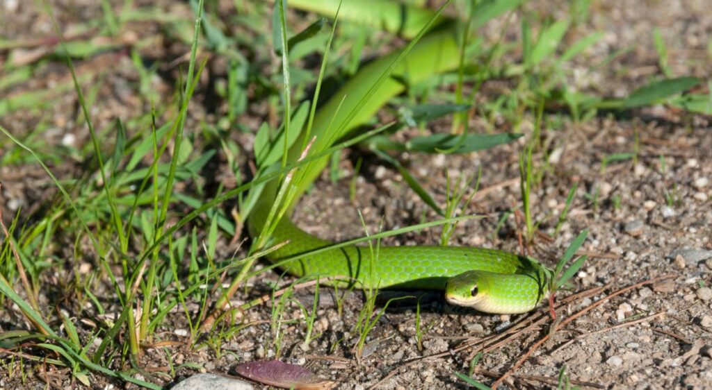 couleuvre verte