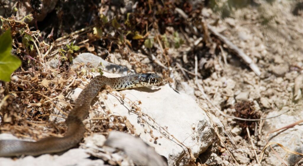 couleuvre verte et jaune
