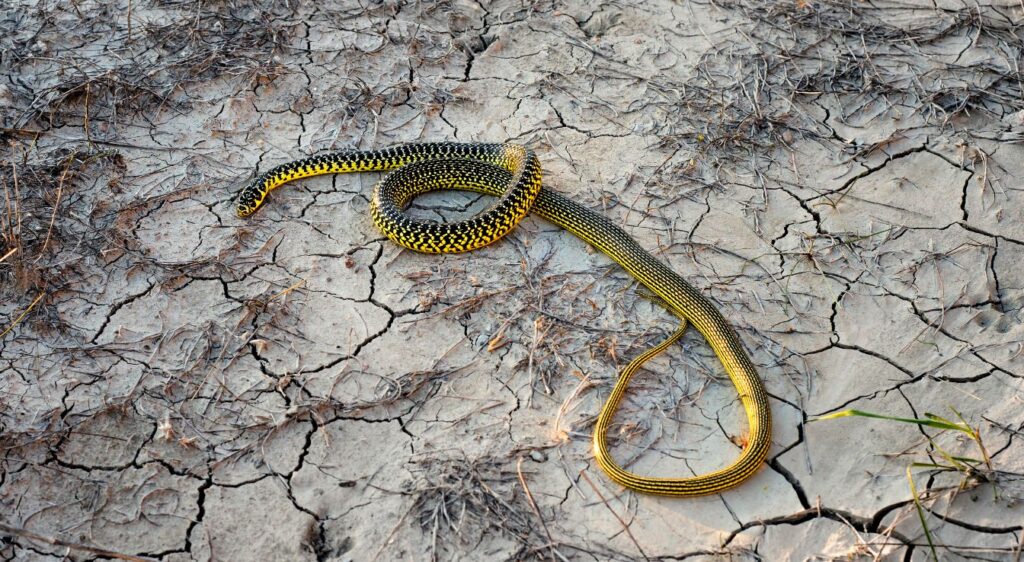 couleuvre verte et jaune