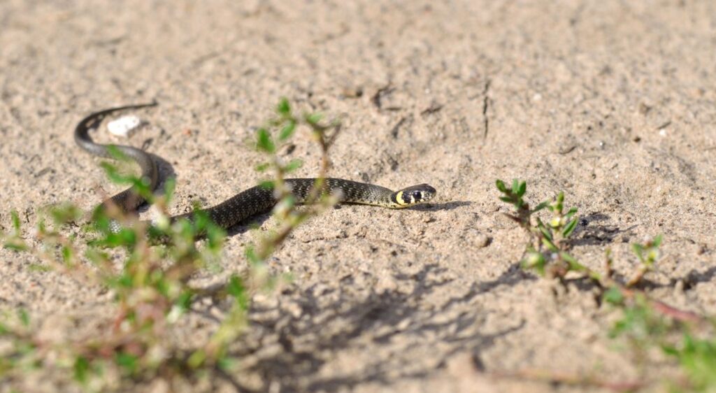 couleuvre verte et jaune