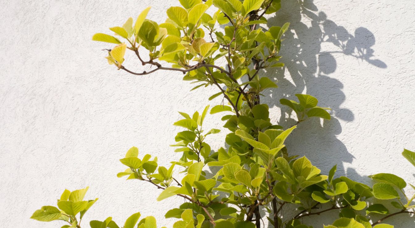 entretien actinidier