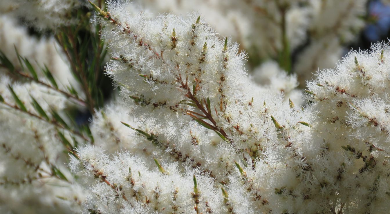 fleurs arbre à thé