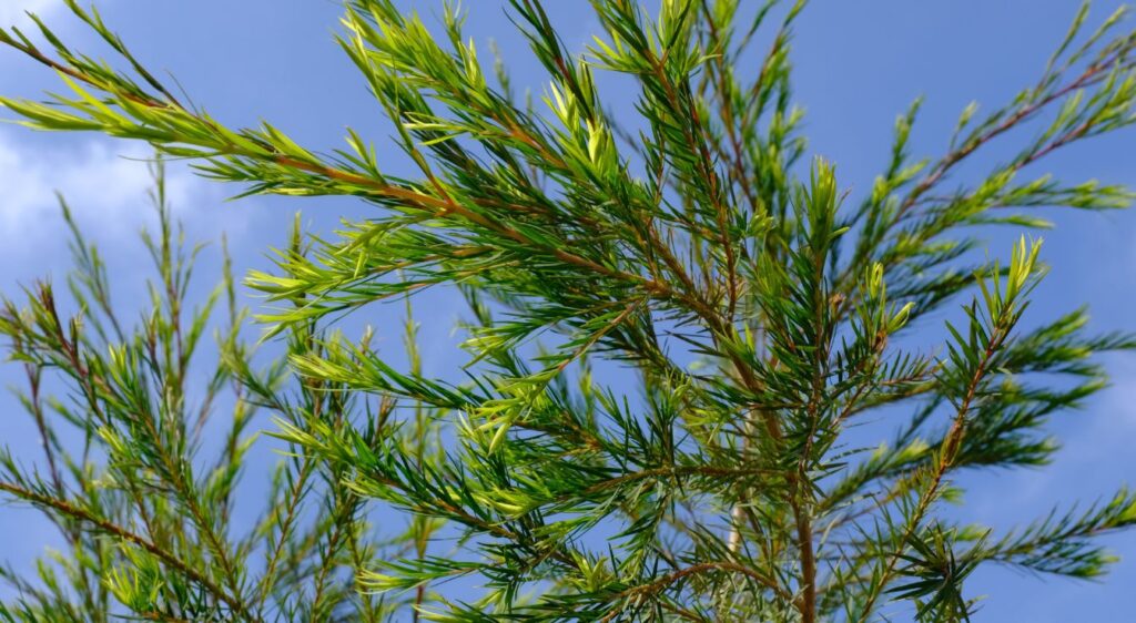 planter l'arbre à thé
