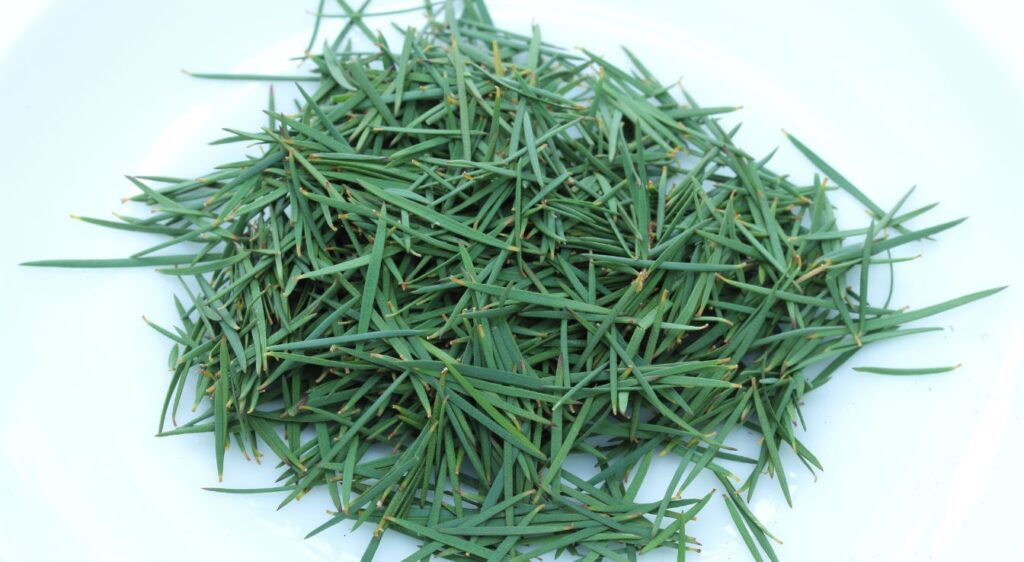 feuilles d'arbre à thé