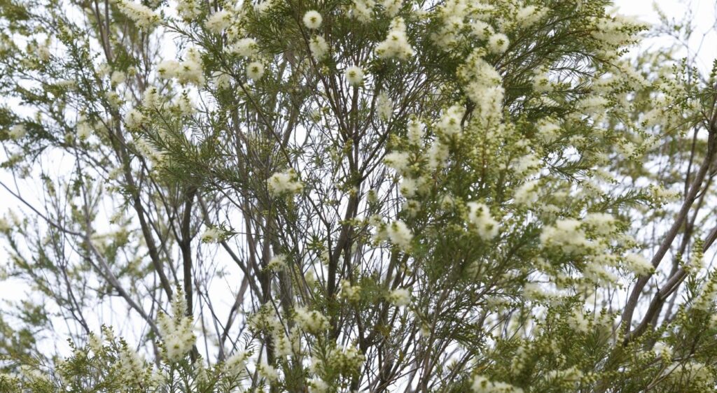 cultiver l'arbre à thé