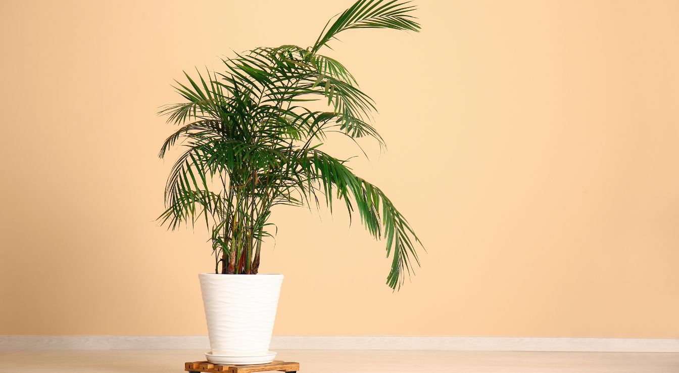 cultiver le palmier nain