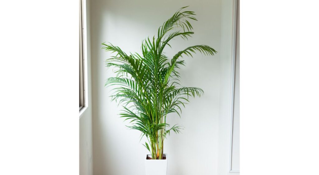 entretien palmier nain