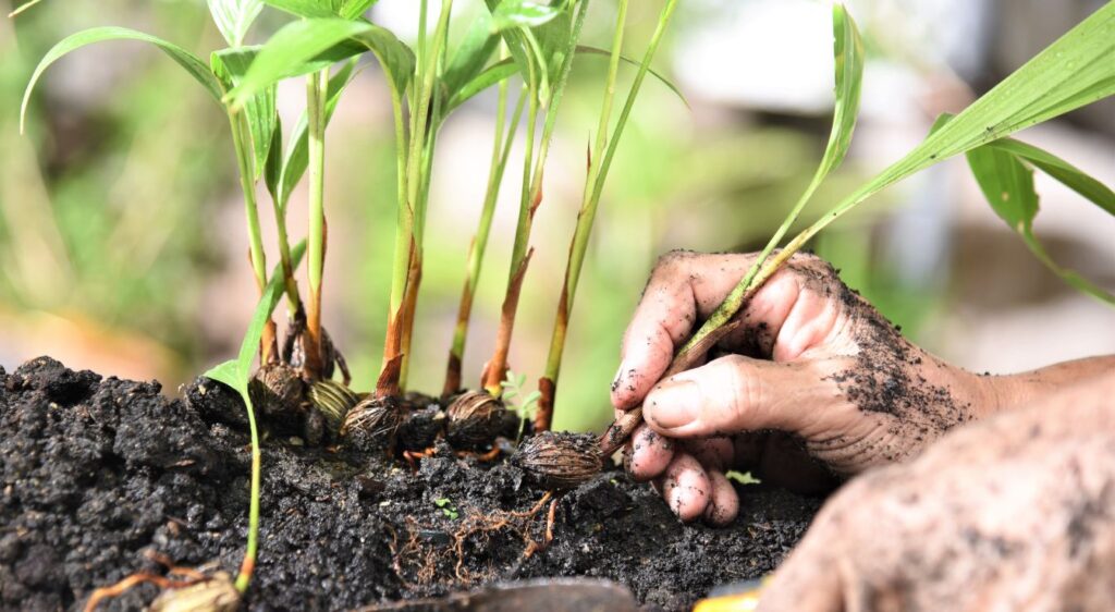 planter palmier nain