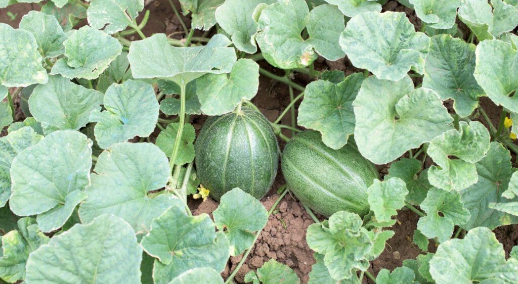 quand cueillir un melon